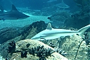 IMG_5119.jpg