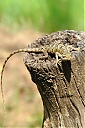 srilanka099.JPG