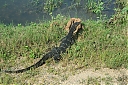 srilanka132.JPG