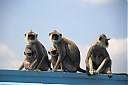 Nom du fichier=srilanka186.JPG
Taille du fichier=103Ko
Dimensions : 1024x683
Ajouté le : 10 Février 2022 srilanka186.JPG