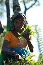 Nom du fichier=srilanka256.JPG
Taille du fichier=169Ko
Dimensions : 683x1024
Ajouté le : 10 Février 2022 srilanka256.JPG