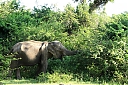 srilanka286.JPG