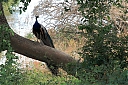 srilanka287.JPG