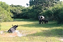 srilanka295.JPG