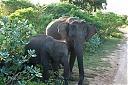 srilanka299.JPG