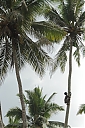 Nom du fichier=srilanka316.JPG
Taille du fichier=260Ko
Dimensions : 683x1024
Ajouté le : 10 Février 2022 srilanka316.JPG
